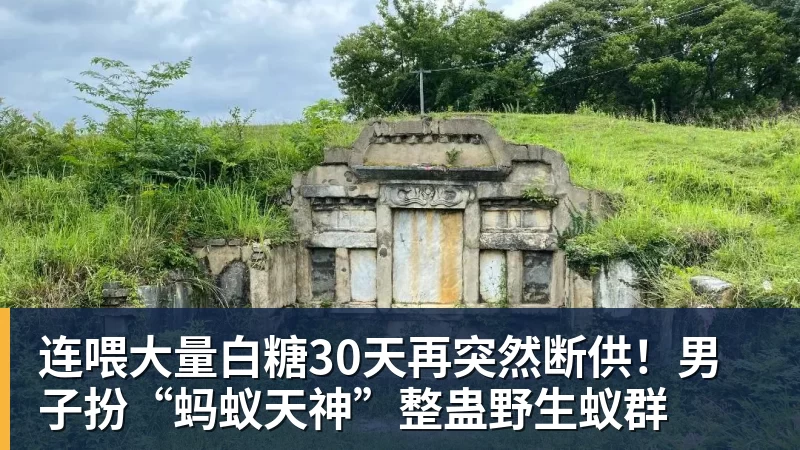 连喂大量白糖30天再突然断供！男子扮“蚂蚁天神”整蛊野生蚁群